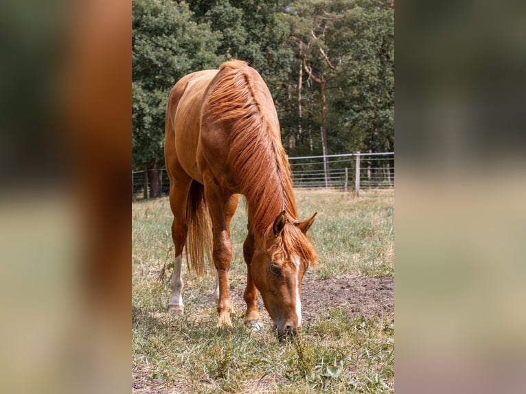 Hannoveraner Wallach 5 Jahre 166 cm Fuchs in Stöckse