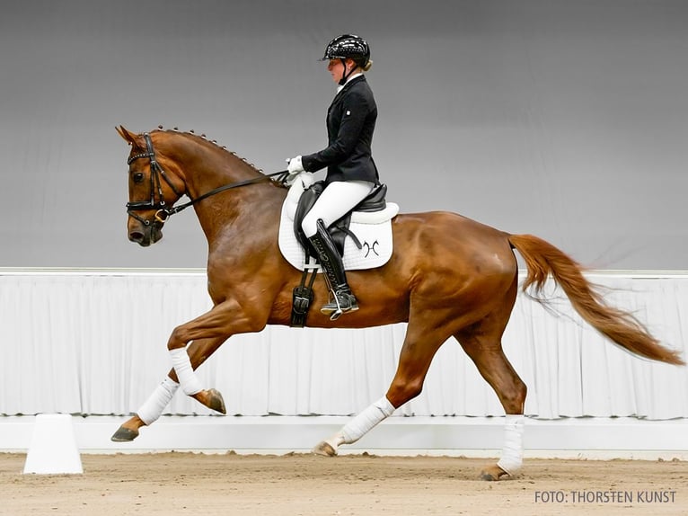 Hannoveraner Wallach 5 Jahre 166 cm Rappe in Verden