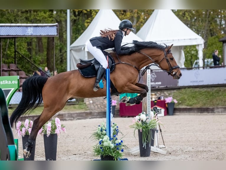 Hannoveraner Mix Wallach 5 Jahre 166 cm Rotbrauner in Kunkiai