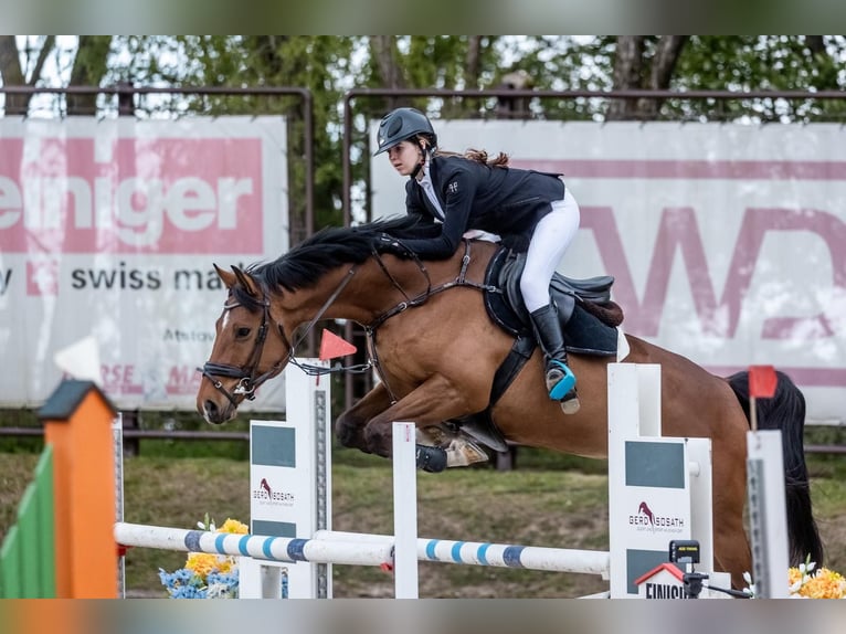 Hannoveraner Mix Wallach 5 Jahre 166 cm Rotbrauner in Kunkiai