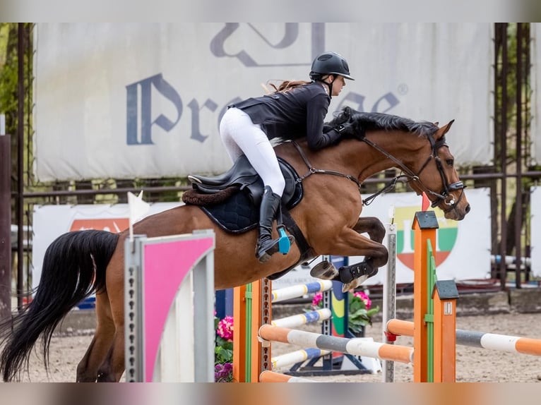 Hannoveraner Mix Wallach 5 Jahre 166 cm Rotbrauner in Kunkiai