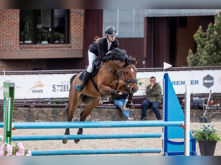 Hannoveraner Mix Wallach 5 Jahre 166 cm Rotbrauner in Kunkiai