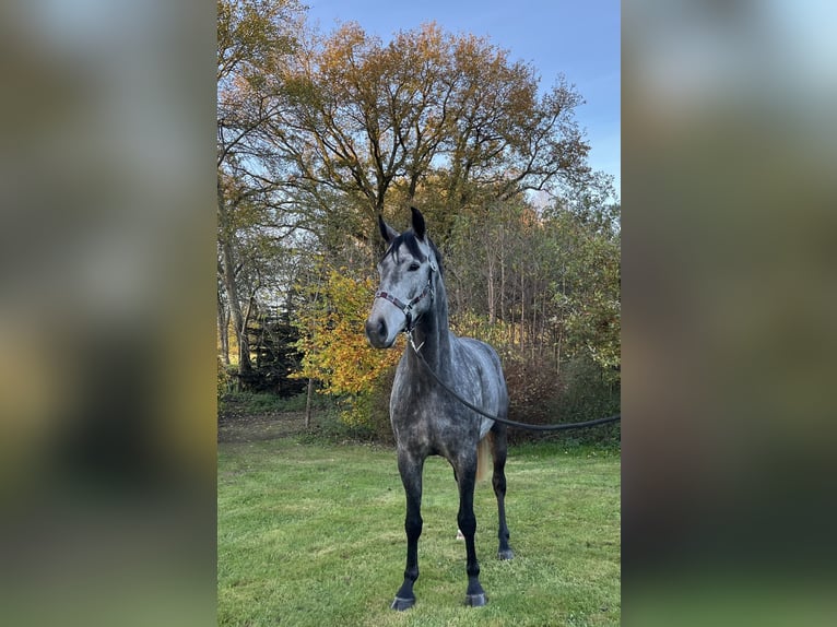 Hannoveraner Wallach 5 Jahre 167 cm Apfelschimmel in Ankum