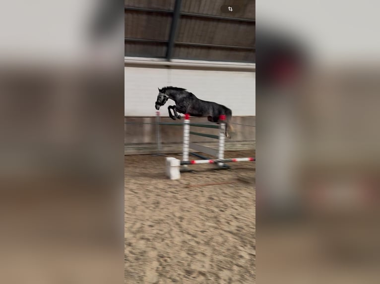 Hannoveraner Wallach 5 Jahre 167 cm Apfelschimmel in Waldshut-Tiengen