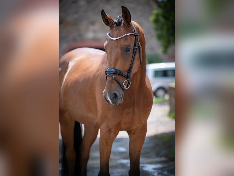 Hannoveraner Wallach 5 Jahre 167 cm Brauner in Bramsche