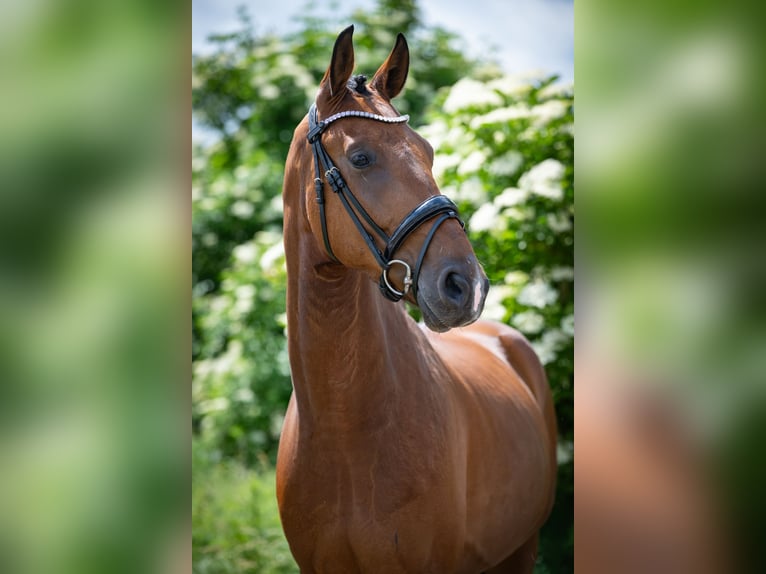 Hannoveraner Wallach 5 Jahre 167 cm Brauner in Bramsche