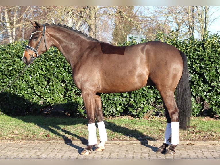 Hannoveraner Wallach 5 Jahre 167 cm Brauner in Selsingen
