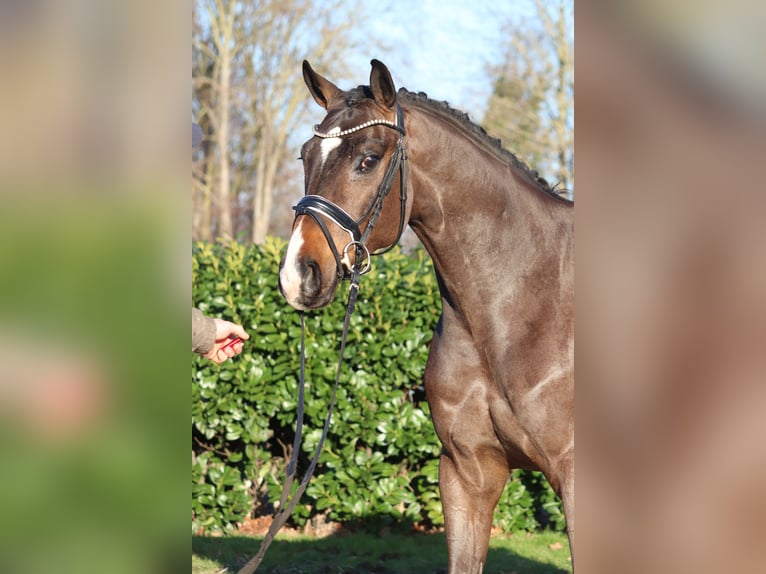 Hannoveraner Wallach 5 Jahre 167 cm Brauner in Selsingen