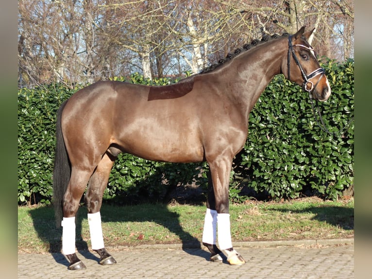 Hannoveraner Wallach 5 Jahre 167 cm Brauner in Selsingen