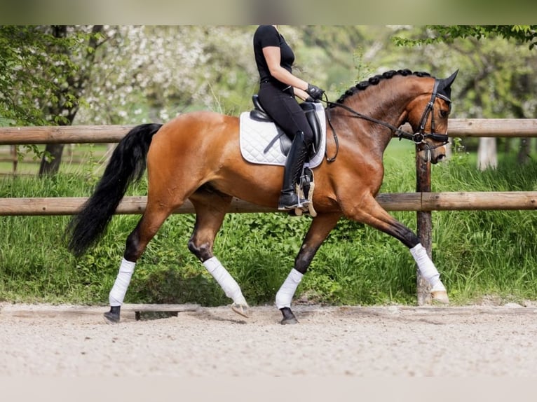 Hannoveraner Wallach 5 Jahre 167 cm Brauner in Holenberg