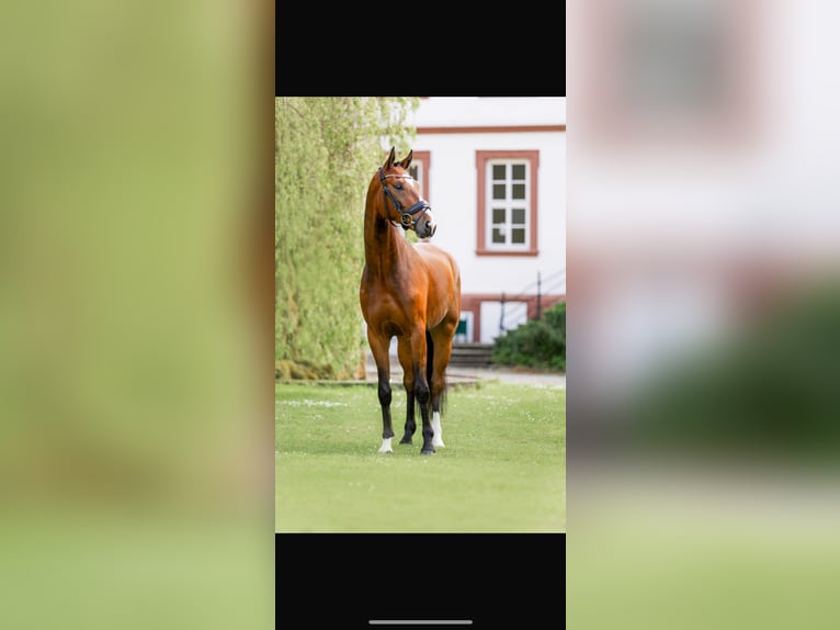 Hannoveraner Wallach 5 Jahre 167 cm Brauner in Holenberg