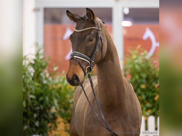 Hannoveraner Wallach 5 Jahre 167 cm Brauner in Verden