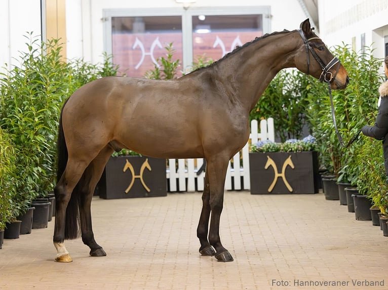 Hannoveraner Wallach 5 Jahre 167 cm Brauner in Verden
