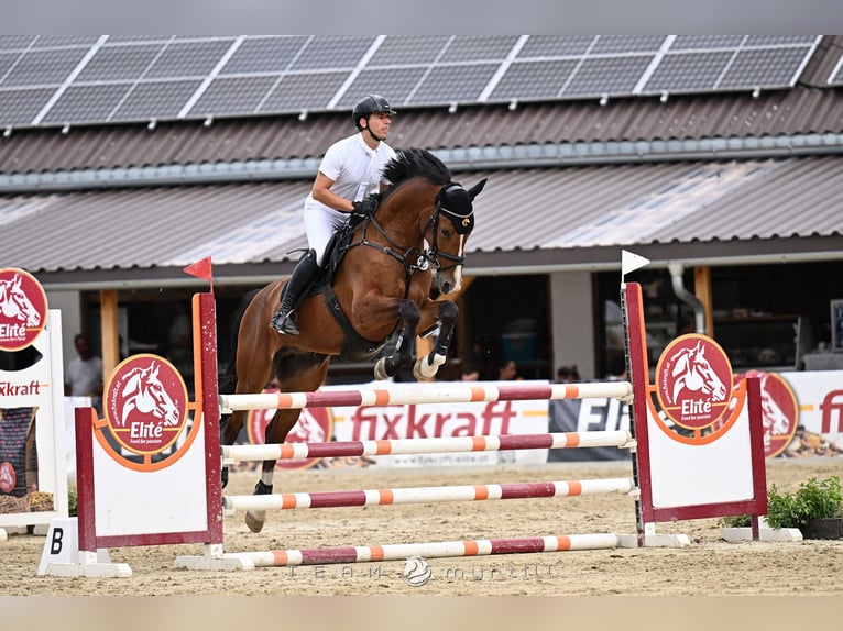 Hannoveraner Wallach 5 Jahre 167 cm Brauner in Aying