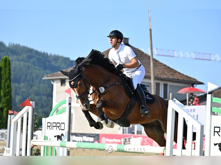 Hannoveraner Wallach 5 Jahre 167 cm Brauner in Aying