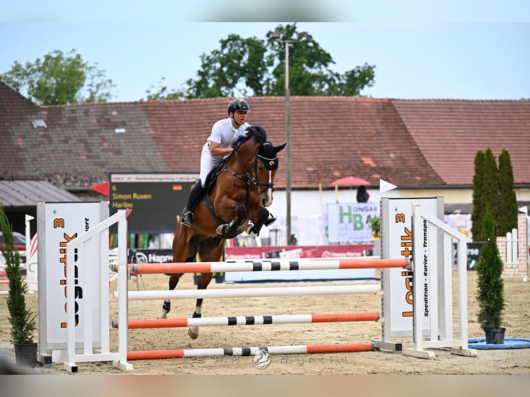 Hannoveraner Wallach 5 Jahre 167 cm Brauner in Aying
