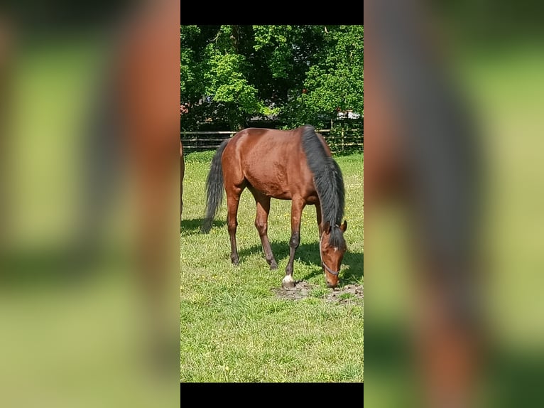 Hannoveraner Wallach 5 Jahre 167 cm Brauner in Kirchlinteln