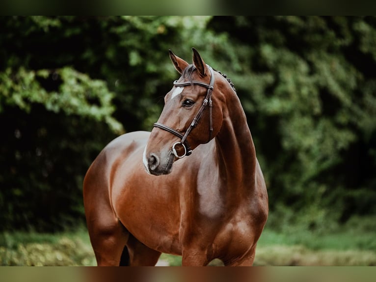 Hannoveraner Wallach 5 Jahre 167 cm Brauner in Riedstadt
