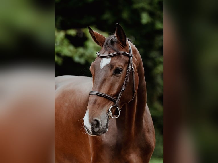 Hannoveraner Wallach 5 Jahre 167 cm Brauner in Riedstadt