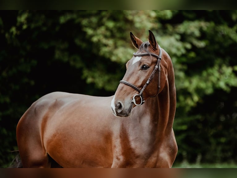 Hannoveraner Wallach 5 Jahre 167 cm Brauner in Riedstadt