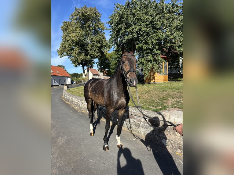 Hannoveraner Wallach 5 Jahre 167 cm Brauner in Hofbieber