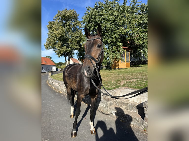 Hannoveraner Wallach 5 Jahre 167 cm Brauner in Hofbieber