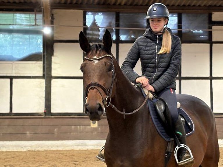 Hannoveraner Wallach 5 Jahre 167 cm Brauner in Verden (Aller)