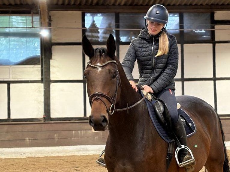 Hannoveraner Wallach 5 Jahre 167 cm Brauner in Verden (Aller)