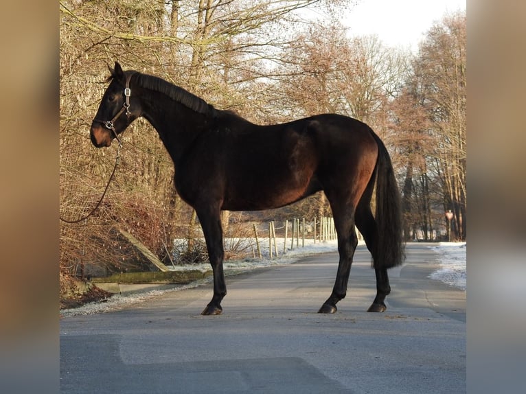 Hannoveraner Wallach 5 Jahre 167 cm Dunkelbrauner in Verl