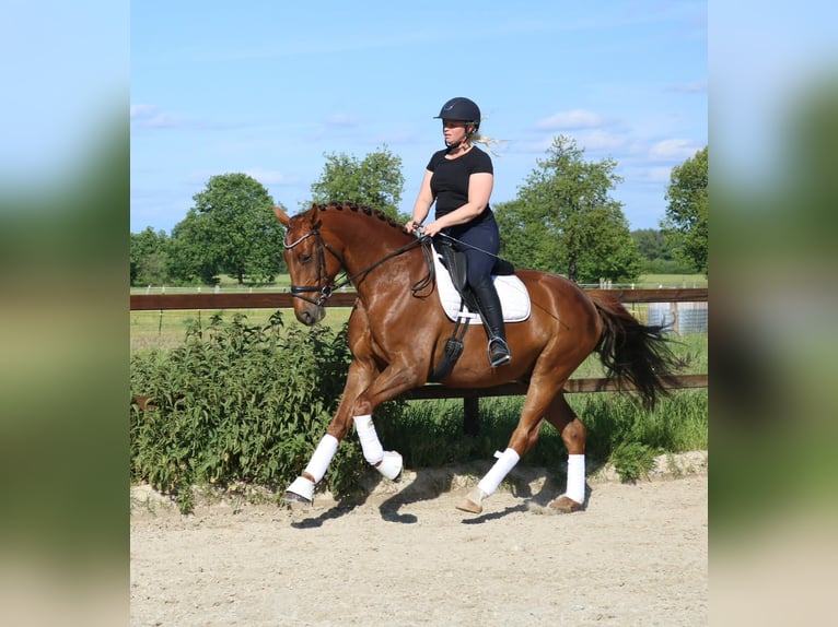 Hannoveraner Wallach 5 Jahre 167 cm Dunkelfuchs in Hittbergen