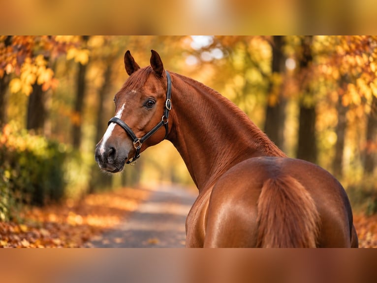 Hannoveraner Wallach 5 Jahre 167 cm Fuchs in Helvécia