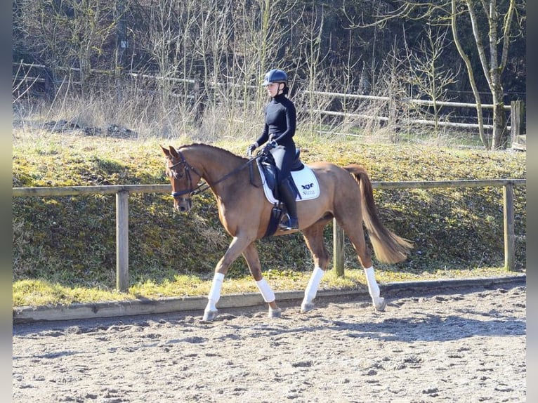 Hannoveraner Wallach 5 Jahre 167 cm Fuchs in Wellheim