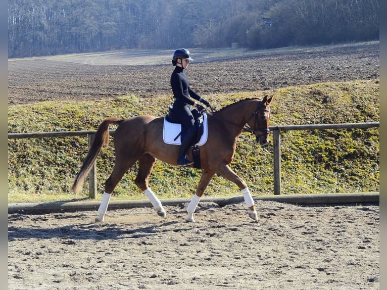 Hannoveraner Wallach 5 Jahre 167 cm Fuchs in Wellheim