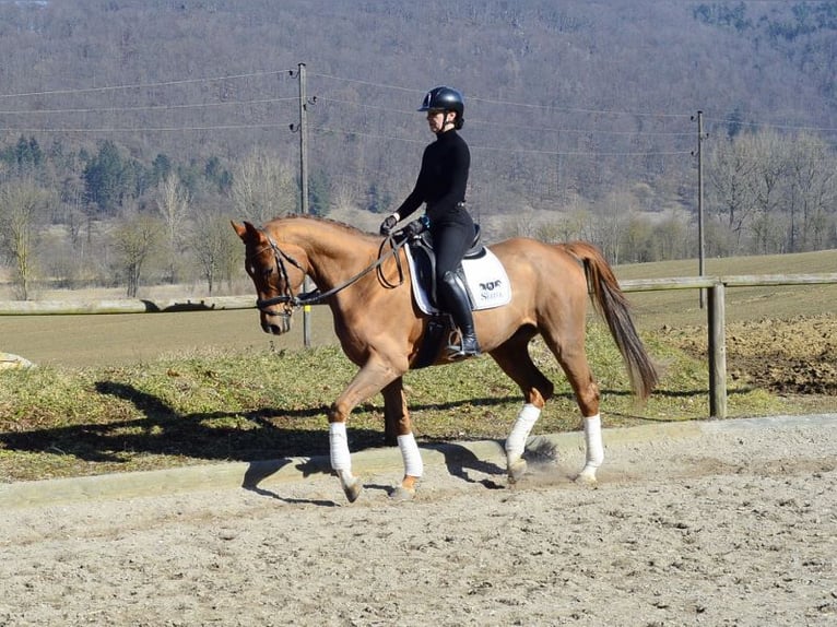 Hannoveraner Wallach 5 Jahre 167 cm Fuchs in Wellheim