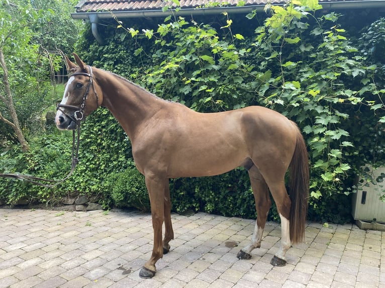 Hannoveraner Wallach 5 Jahre 167 cm Fuchs in Gersfeld