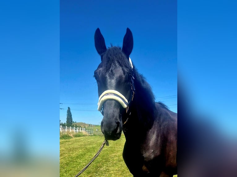 Hannoveraner Wallach 5 Jahre 167 cm Rappe in Arnegg