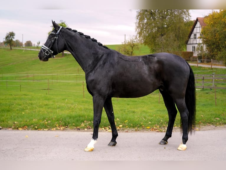 Hannoveraner Wallach 5 Jahre 167 cm Rappe in Gleichen Hannoveraner Wallach 5 Jahre 167 cm Rappe in Gleichen