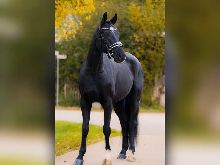 Hannoveraner Wallach 5 Jahre 167 cm Rappe in Gleichen Hannoveraner Wallach 5 Jahre 167 cm Rappe in Gleichen