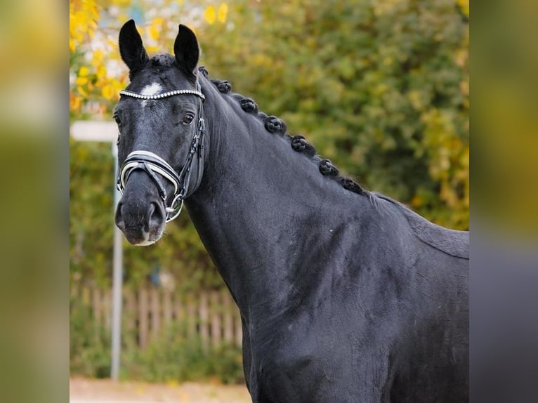 Hannoveraner Wallach 5 Jahre 167 cm Rappe in Gleichen Hannoveraner Wallach 5 Jahre 167 cm Rappe in Gleichen