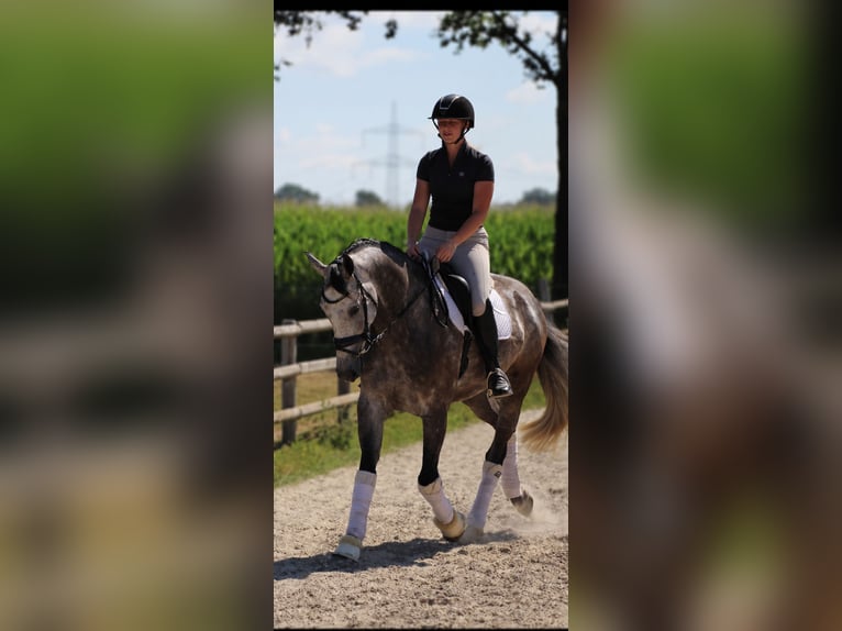 Hannoveraner Wallach 5 Jahre 167 cm Schimmel in Fürstenau