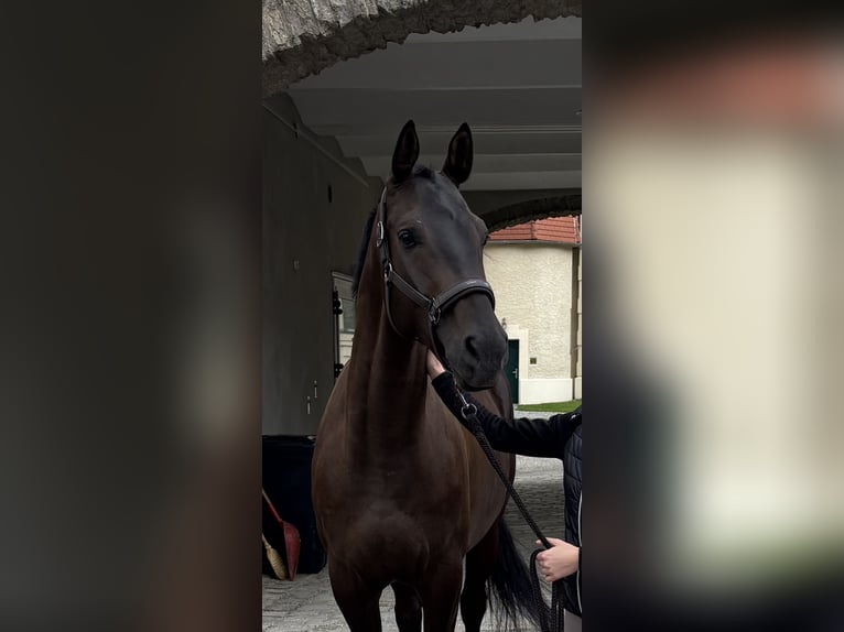 Hannoveraner Wallach 5 Jahre 167 cm Schwarzbrauner in St. P&#xF6;lten