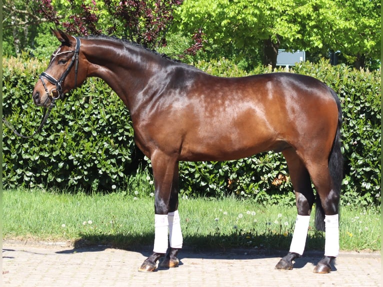 Hannoveraner Wallach 5 Jahre 168 cm Brauner in Selsingen