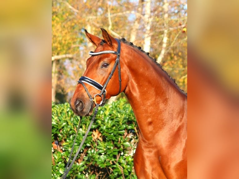 Hannoveraner Wallach 5 Jahre 168 cm Brauner in Selsingen