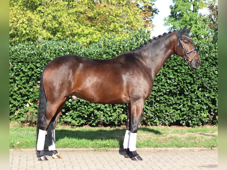 Hannoveraner Wallach 5 Jahre 168 cm Brauner in Selsingen
