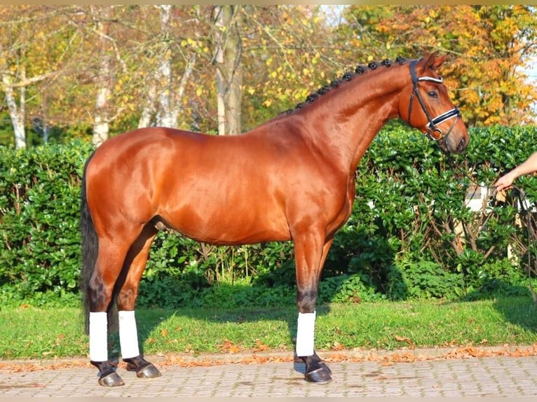 Hannoveraner Wallach 5 Jahre 168 cm Brauner in Selsingen