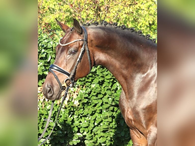 Hannoveraner Wallach 5 Jahre 168 cm Brauner in Selsingen