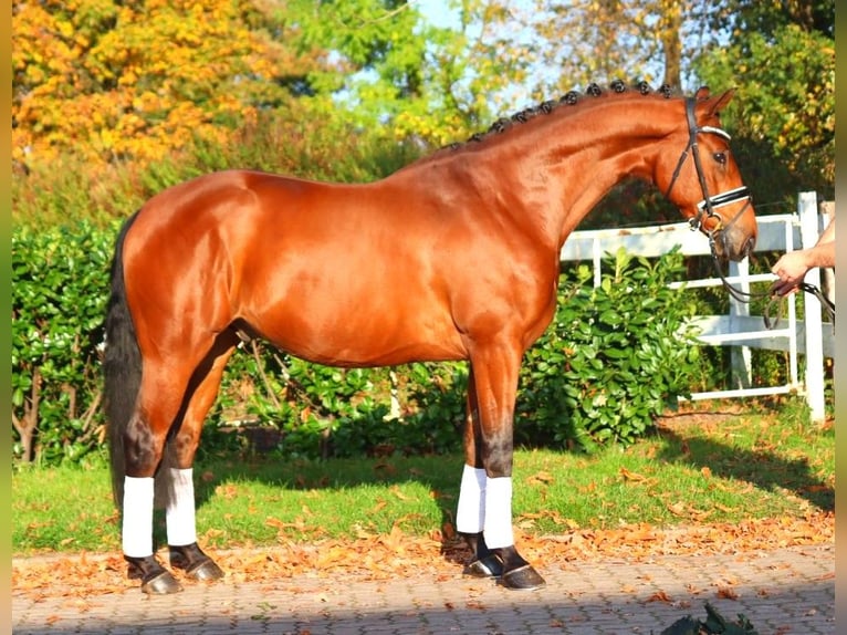 Hannoveraner Wallach 5 Jahre 168 cm Brauner in Selsingen