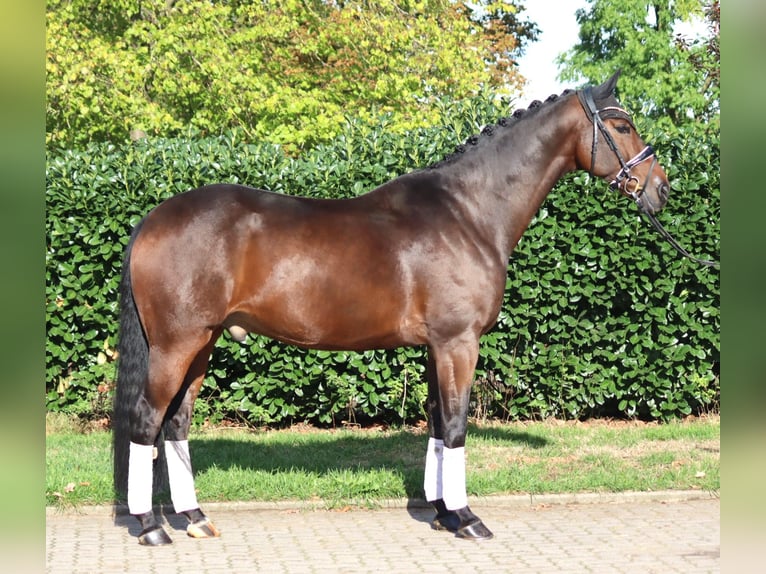 Hannoveraner Wallach 5 Jahre 168 cm Brauner in Selsingen