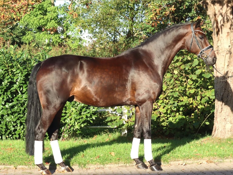 Hannoveraner Wallach 5 Jahre 168 cm Brauner in Selsingen