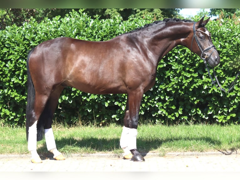 Hannoveraner Wallach 5 Jahre 168 cm Brauner in Selsingen